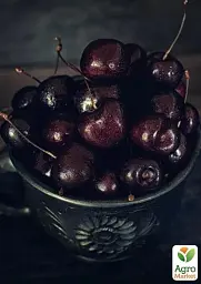Саджанець Agro-Market Вишня темно-бордова Блаженство (Bliss) (угорська селекція, преміальний високоякісний сорт) 1 шт. в упаковці (43991) - мініатюра 6