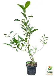 Саджанець Agro-Market Магнолія 3-річна зірчаста Royal Crown (висота 40-50см) (166892) - мініатюра 4