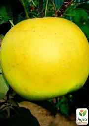 Саджанець Agro-Market Яблуня Богемія Голд (зимовий сорт, пізній термін дозрівання) 1 шт. в упаковці (35784) - мініатюра 2