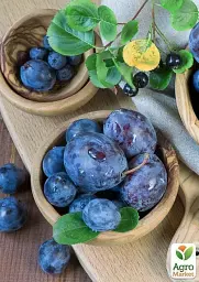 Саджанець Agro-Market Слива Кабардинка (осінній сорт, пізній термін дозрівання) 1 шт. в упаковці (36530) - мініатюра 2