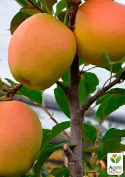 Саджанець Agro-Market Яблуня Golden Parsi da Rosa (зимовий сорт, середній термін дозрівання) 1 шт. в упаковці (101585) - мініатюра 2