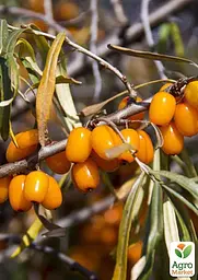 Саджанець Agro-Market Обліпиха 2-річна Єва вкорінена в контейнері (жіночий сорт) 1 шт. в пакуванні (183348) - мініатюра 2