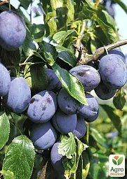 Саджанець Agro-Market Слива Ганіта (літній сорт, середньопізній термін дозрівання) 1 шт. в упаковці (23469) - мініатюра 4