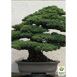 Саджанець Agro-Market Сосна Чорна Японська (ідеальна для бонсай) Pinus Thunbergii (горщик P9) (49235) - мініатюра 3