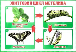 Тека вчителя. Зміни. 2 клас - мініатюра 3