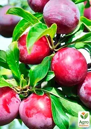 Саджанець Agro-Market Слива Оцарк Прем'єр (літній сорт, середньостиглий термін дозрівання) 1 шт. в упаковці (25929) - мініатюра 2