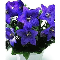 Цибулина Agro-Market Широкодзвоник (platycodon) Grandiflorus Mariesii (23581) 1 шт. - мініатюра 3