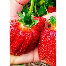 Саджанець Agro-Market Полуниця Богота (Bogota) 5шт (пізній термін дозрівання, великоплідний сорт) (44710) - мініатюра 2