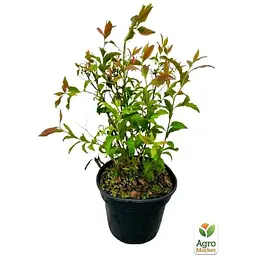 Саджанець Agro-Market Спірея японська 2-х річна Crispa вазон С2 висота 20-40 см (176846) 1 шт. в упаковці - мініатюра 3