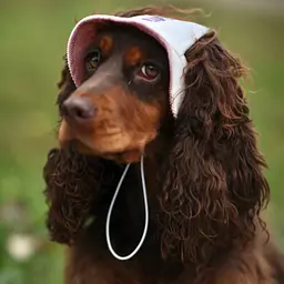 Панама для собак Hat-Dog Крем "Дуо" вельвет (M) - мініатюра 6