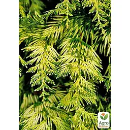 Саджанець Agro-Market Туя складчаста Irish Gold контейнер P9 (176612) - мініатюра 2
