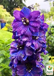 Саджанець Agro-Market Дельфініум гібридний Dark Blue Dark Bee (182204) - мініатюра 3