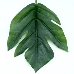 Штучне листя Engard  Monstera 56см (TW-48) - мініатюра 4
