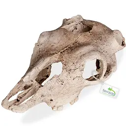 Декорація череп буйвола Terrario Buffalo Skull 21x12x8см (22128) - мініатюра 4
