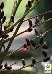 Верба тонкостовбурна чорна "Меланостахіс" (Salix gracilistyla "Melanostachys") висота 25-40см (62191) 1 саджанець - мініатюра 4
