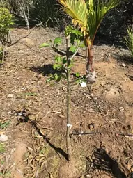 Саджанець Agro-Market Груша колоновидна Медова New 1 шт. в упаковці (47075) - мініатюра 3