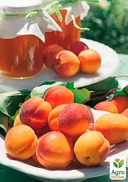 Саджанець Agro-Market Абрикос Сяйво (літній сорт, пізній термін дозрівання) 1 шт. в упаковці (177317) - мініатюра 2
