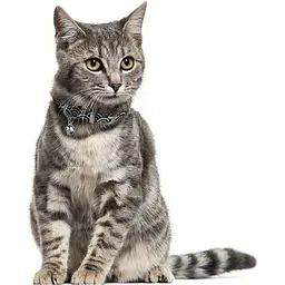 Нашийник для котів BronzeDog Barksi Classic Море шкіряний одинарний з срібним тисненням 2XS 18-25х1 см чорний - мініатюра 4