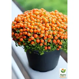 LMTD Нертера Agro-Market Astrid з плодами (висота 15-25см) (189313) 1 саджанець в упаковці кімнатний Нідерланди - мініатюра 3