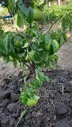 Саджанець Agro-Market Груша колоновидна Зелений дощ (осінній сорт) 1 шт. в упаковці (21431) - мініатюра 3