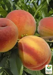 Саджанець Agro-Market Персик Онтаріо (літній сорт, ранній термін дозрівання) 1 шт. в упаковці (39918) - мініатюра 3