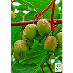 Саджанець Agro-Market Актинідія 2-х річна аргута Вейкі (міні-ківі, морозостійкий сорт) вазон С1 (179778) 1 шт. - мініатюра 2