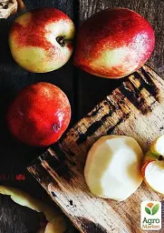 Саджанець Agro-Market Нектарин колоновидний яскраво-помаранчевий з червоним бочком Принц Вільям (Prince William) (преміальний середньостиглий сорт) 1 шт. в упаковці (45790) - мініатюра 2