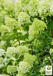 Саджанець Agro-Market Гортензія волотиста 4-х річна Limelight (висота саджанця 80-100см) (182303) - мініатюра 4