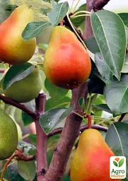 Саджанець Agro-Market Груша Вдала (осінній сорт, середній термін дозрівання) 1 шт. в упаковці (177234) - мініатюра 2