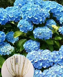 Гортензія Agro-Market Double Blue macrophylla 5-річна висота 45-75 см з Нідерландів 1 саджанець в упаковці - мініатюра 2