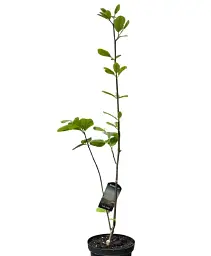 Магнолія Agro-Market Jade Lamp 4-річна висота 80-100 см Нідерланди 1 саджанець в упаковці (185268) - мініатюра 2