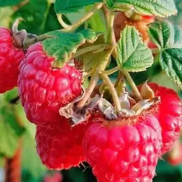 Малина Agro-Market "Червона королева" (безшипний високоврожайний та морозостійкий сорт) 1-річний саджанець (189537) 1 шт в упаковці