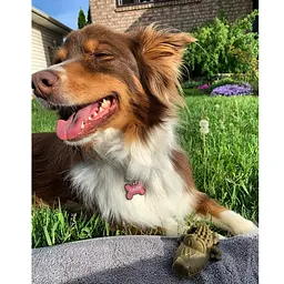 Натуральні ласощі для зубів собак WHIMZEES Dental Treats Alligator S 1 шт. - мініатюра 3