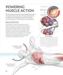 Science of Swimming. Transform Your Stroke, Improve Strength, Revolutionize Your Training - мініатюра 6