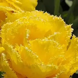 Тюльпан "Exotic Sun" (186222) 2 шт