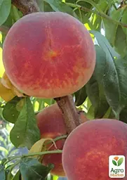 Саджанець Agro-Market Персик Аліросада (літній сорт, середньопізній термін дозрівання) 1 шт. в упаковці (39929) - мініатюра 2