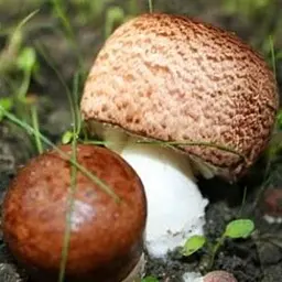 Сухий зерновий міцелій «Печериця бразильська» 100г (45604)