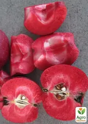 Саджанець Agro-Market Яблуня Красном'ясна Ред Сан (Red Sun) (літній сорт, середній термін дозрівання) 1 шт. в упаковці (52801) - мініатюра 2