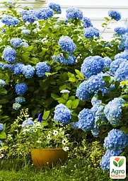 Саджанець Agro-Market LMTD Гортензія крупнолиста квітуча 2-х річна Early Blue (20-30см) (62357) - мініатюра 3