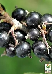Саджанець Agro-Market Смородина чорна Голубка (ранній термін дозрівання) 1 шт. в пакуванні (36533) - мініатюра 2