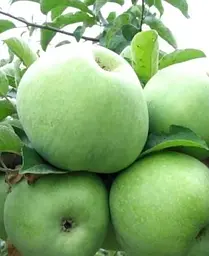 Саджанець Agro-Market Яблуня Гренні Сміт (зимовий сорт, пізній термін дозрівання) (23463) 1 шт. в упаковці - мініатюра 3