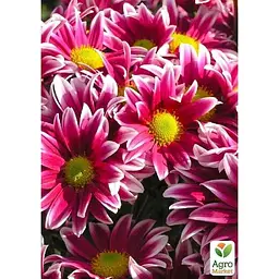 Саджанець Agro-Market Хризантема Садова Fanfan Light (висота 30-50 см) (174709) 1 шт. в упаковці - мініатюра 2
