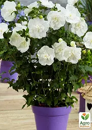 Саджанець Agro-Market Гібіскус сирійський White Chiffon С2, висота 35-45 см (102093) - мініатюра 2