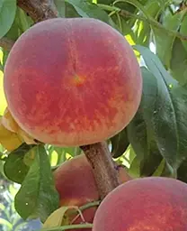 Саджанець Agro-Market Персик Аліросада (літній сорт, середньопізній термін дозрівання) (39929) 1 шт. в упаковці - мініатюра 2