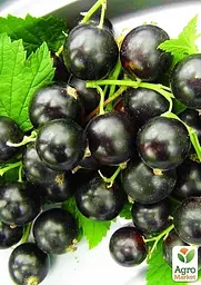 Саджанець Agro-Market Смородина чорна Бен Тіран (Ben Tirran) пізній термін дозрівання) 1 шт. в пакуванні (46288) - мініатюра 2
