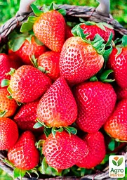 Саджанець Agro-Market Полуниця Спокуса (ремонтантний сорт один з кращих, ранній термін дозрівання) 5 шт. в пакуванні (44703) - мініатюра 2
