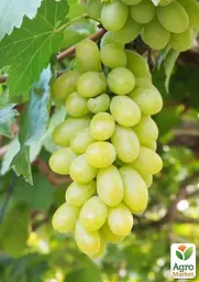 Саджанець Agro-Market Виноград Великий Біллі (ранній термін дозрівання, великий, солодкий) 1 шт. в пакуванні (158231) - мініатюра 2
