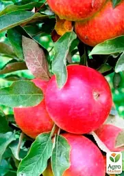 Саджанець Agro-Market Яблуня колоноподібна Сенатор (сорт стійкий до хвороб, середній термін дозрівання) 1 шт. в упаковці (120434) - мініатюра 2