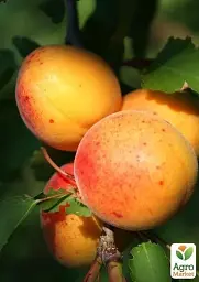 Саджанець Agro-Market Абрикос Ерлі Оранж (літній сорт, ранній термін дозрівання) 1 шт. в упаковці (21280) - мініатюра 4