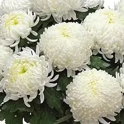 Хризантема "Bilkis" (низькоросла великоквіткова) (112733) 1 саженец